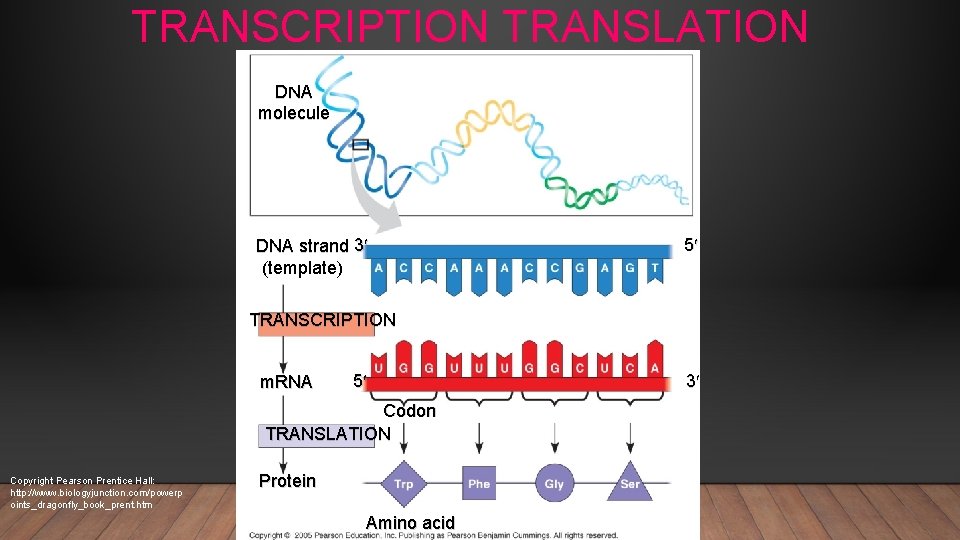 TRANSCRIPTION TRANSLATION DNA molecule DNA strand 3¢ (template) 5¢ TRANSCRIPTION m. RNA 5¢ Codon