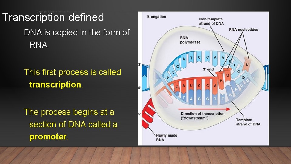 Copyright Pearson Prentice Hall: http: //www. biologyjunction. com/powerpoints_dragonfly_book_prent. htm Transcription defined DNA is copied