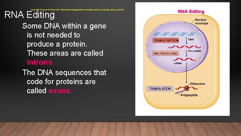 Copyright Pearson Prentice Hall: http: //www. biologyjunction. com/powerpoints_dragonfly_book_prent. htm RNA Editing Some DNA within