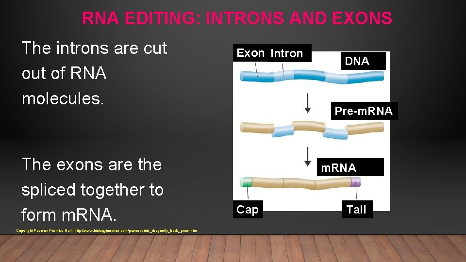 RNA EDITING: INTRONS AND EXONS The introns are cut of RNA molecules. The exons