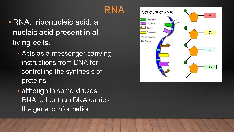 RNA • RNA: ribonucleic acid, a nucleic acid present in all living cells. •