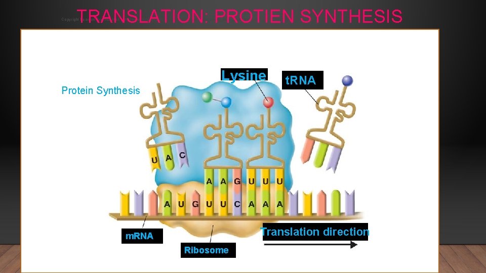 TRANSLATION: PROTIEN SYNTHESIS Copyright Pearson Prentice Hall: http: //www. biologyjunction. com/powerpoints_dragonfly_book_prent. htm Lysine Protein