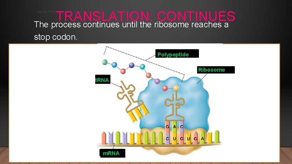 TRANSLATION: CONTINUES The process continues until the ribosome reaches a Copyright Pearson Prentice Hall: