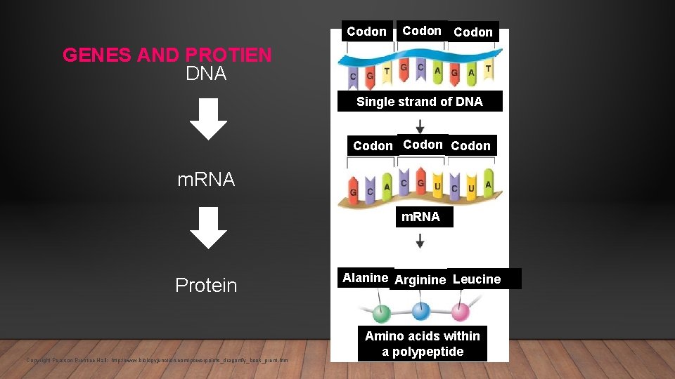 Codon GENES AND PROTIEN DNA Single strand of DNA Codon m. RNA Protein Copyright