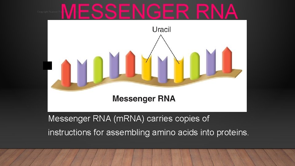 MESSENGER RNA Copyright Pearson Prentice Hall: http: //www. biologyjunction. com/powerpoints_dragonfly_book_prent. htm Messenger RNA (m.