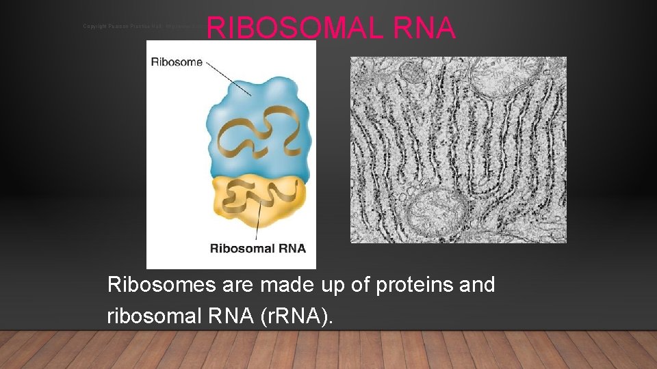 RIBOSOMAL RNA Copyright Pearson Prentice Hall: http: //www. biologyjunction. com/powerpoints_dragonfly_book_prent. htm Ribosomes are made