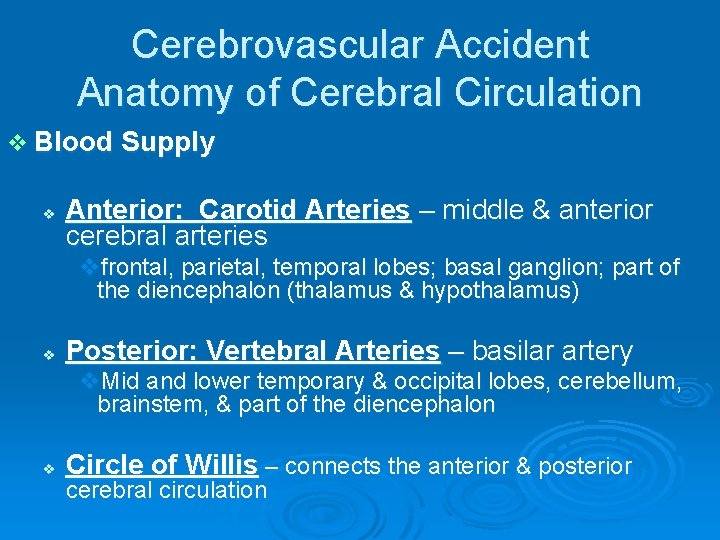 Cerebrovascular Accident Anatomy of Cerebral Circulation v Blood Supply v Anterior: Carotid Arteries –