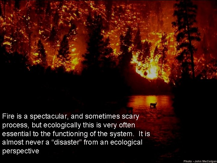 Fire is a spectacular, and sometimes scary process, but ecologically this is very often