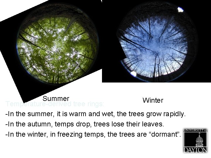 Summer Winter Temperature-derived tree rings: -In the summer, it is warm and wet, the