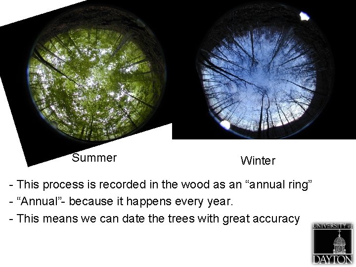 Summer Winter - This process is recorded in the wood as an “annual ring”