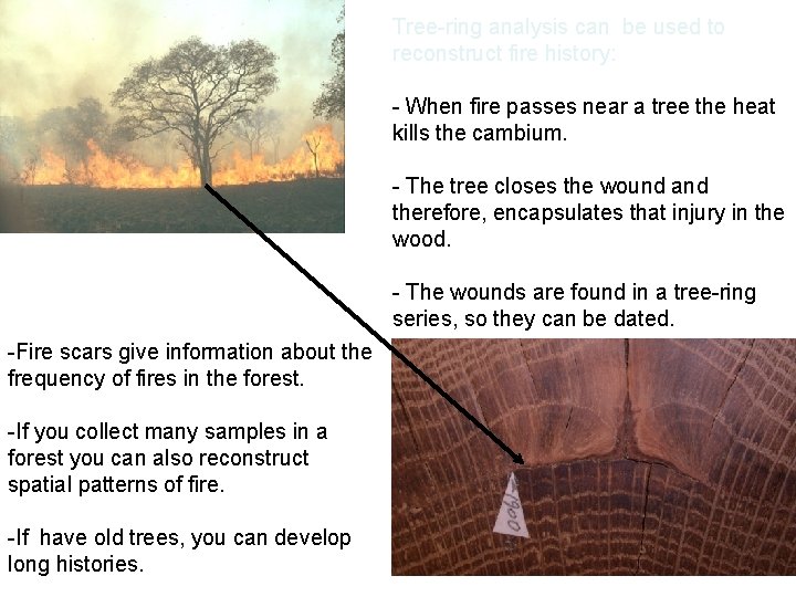 Tree-ring analysis can be used to reconstruct fire history: - When fire passes near