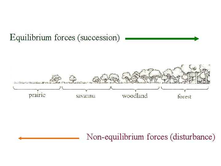 Equilibrium forces (succession) Non-equilibrium forces (disturbance) 