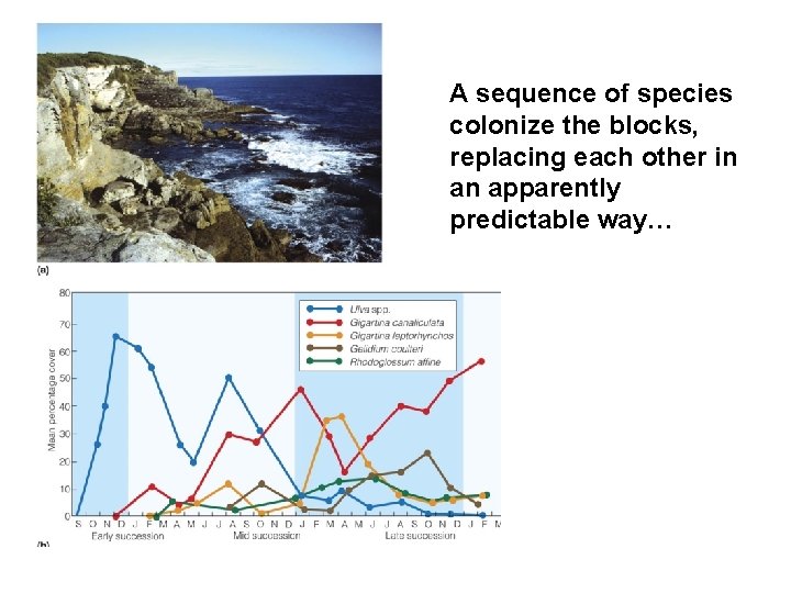 A sequence of species colonize the blocks, replacing each other in an apparently predictable