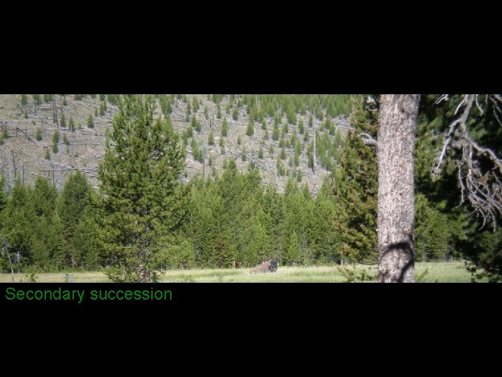 Secondary succession 