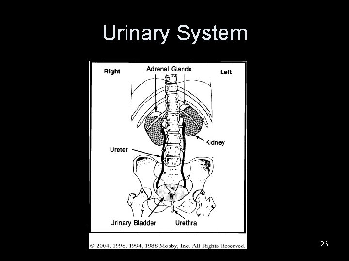 Urinary System 26 