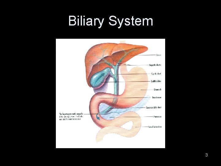 Biliary System 3 