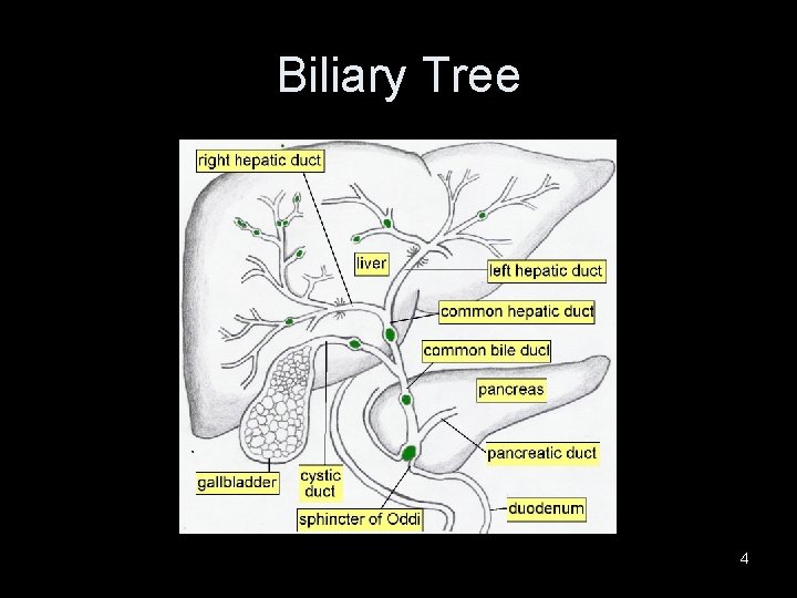 Biliary Tree 4 