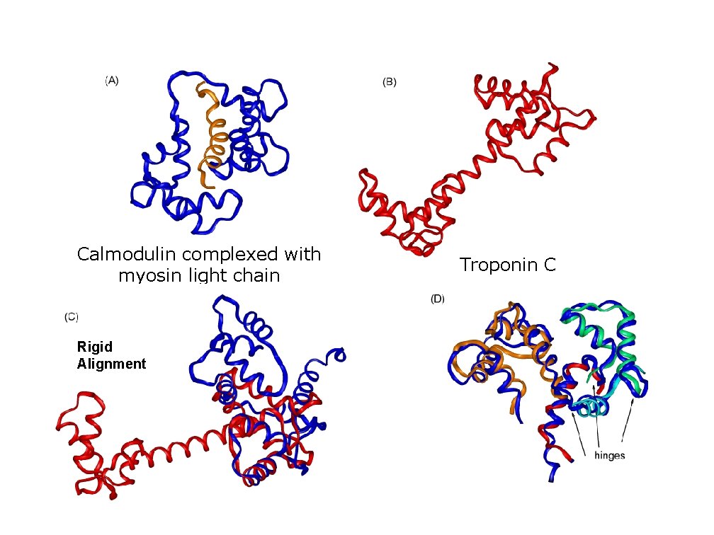 Calmodulin complexed with myosin light chain Rigid Alignment Troponin C 