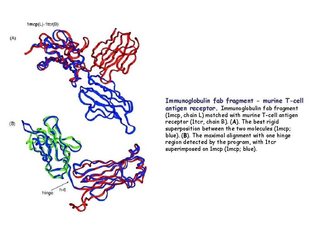 Immunoglobulin fab fragment - murine T-cell antigen receptor. Immunoglobulin fab fragment (1 mcp, chain