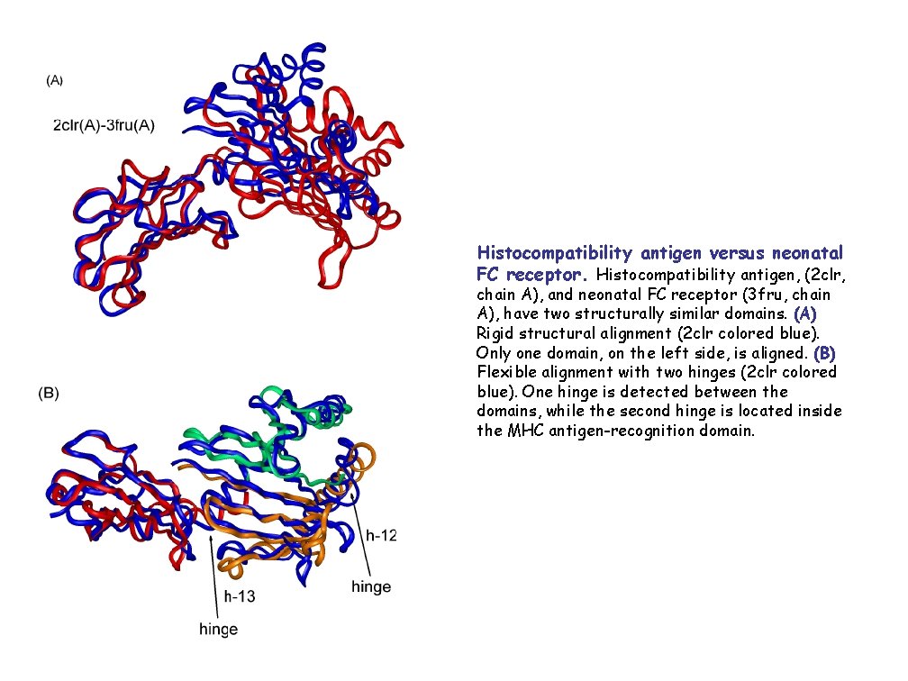 Histocompatibility antigen versus neonatal FC receptor. Histocompatibility antigen, (2 clr, chain A), and neonatal