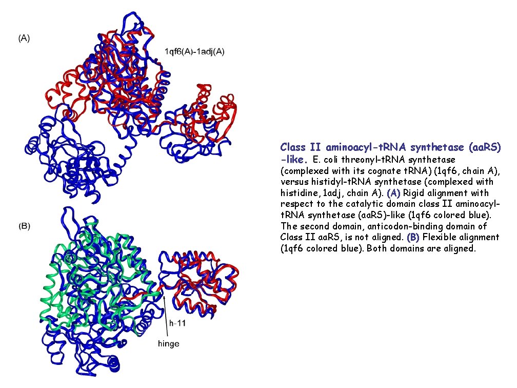 Class II aminoacyl-t. RNA synthetase (aa. RS) -like. E. coli threonyl-t. RNA synthetase (complexed
