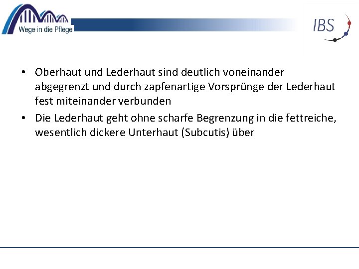  • Oberhaut und Lederhaut sind deutlich voneinander abgegrenzt und durch zapfenartige Vorsprünge der
