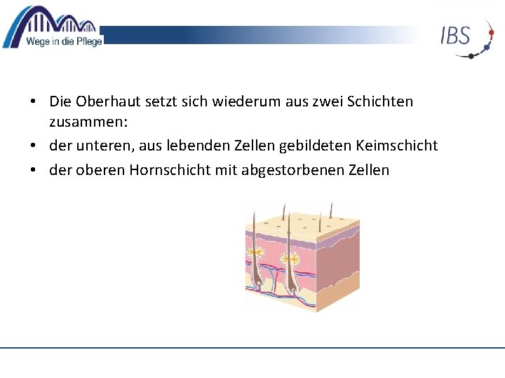  • Die Oberhaut setzt sich wiederum aus zwei Schichten zusammen: • der unteren,