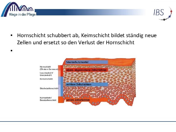  • Hornschicht schubbert ab, Keimschicht bildet ständig neue Zellen und ersetzt so den