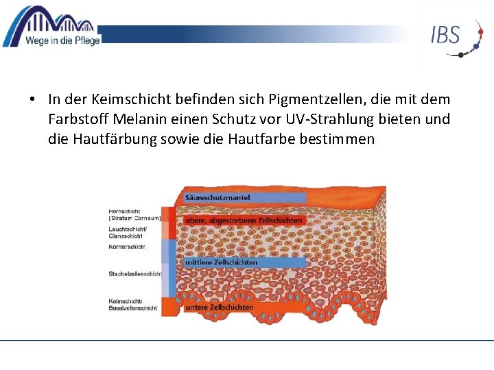  • In der Keimschicht befinden sich Pigmentzellen, die mit dem Farbstoff Melanin einen