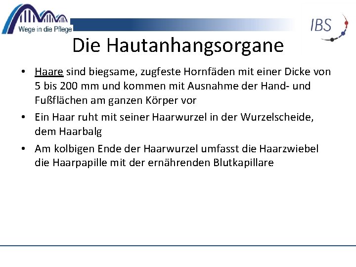 Die Hautanhangsorgane • Haare sind biegsame, zugfeste Hornfäden mit einer Dicke von 5 bis