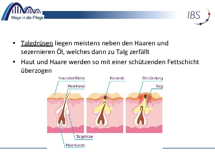  • Talgdrüsen liegen meistens neben den Haaren und sezernieren Öl, welches dann zu