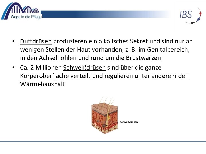  • Duftdrüsen produzieren ein alkalisches Sekret und sind nur an wenigen Stellen der