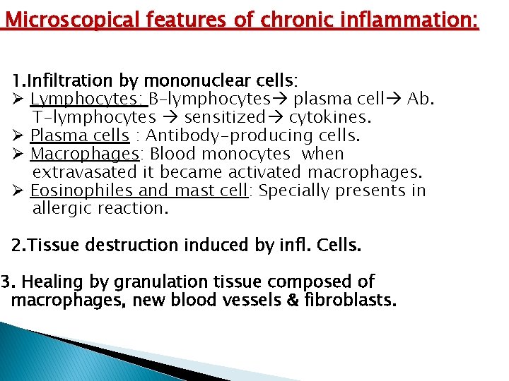 Microscopical features of chronic inflammation: 1. Infiltration by mononuclear cells: Ø Lymphocytes: B-lymphocytes plasma Microscopical features of chronic inflammation: 1. Infiltration by mononuclear cells: Ø Lymphocytes: B-lymphocytes plasma
