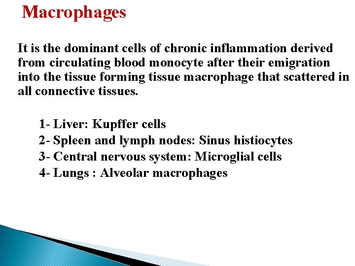 Macrophages It is the dominant cells of chronic inflammation derived from circulating blood monocyte Macrophages It is the dominant cells of chronic inflammation derived from circulating blood monocyte