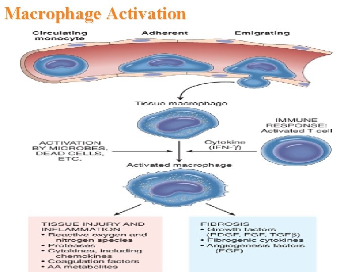 Macrophage Activation Macrophage Activation