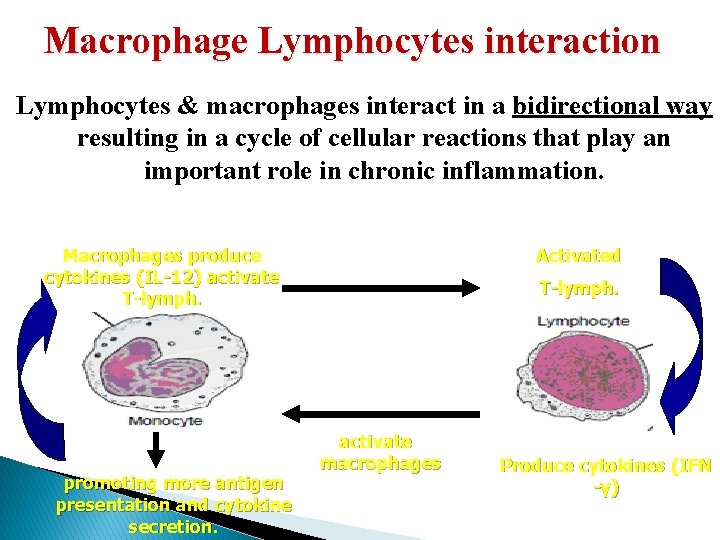 Macrophage Lymphocytes interaction Lymphocytes & macrophages interact in a bidirectional way resulting in a Macrophage Lymphocytes interaction Lymphocytes & macrophages interact in a bidirectional way resulting in a
