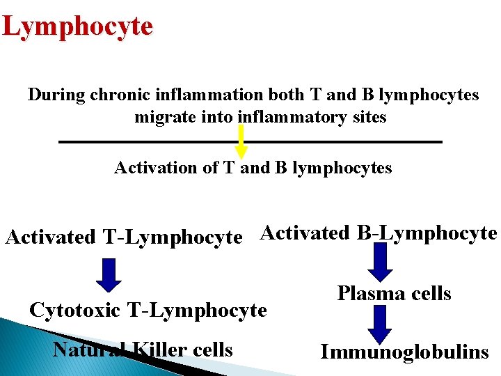 Lymphocyte During chronic inflammation both T and B lymphocytes migrate into inflammatory sites Activation Lymphocyte During chronic inflammation both T and B lymphocytes migrate into inflammatory sites Activation
