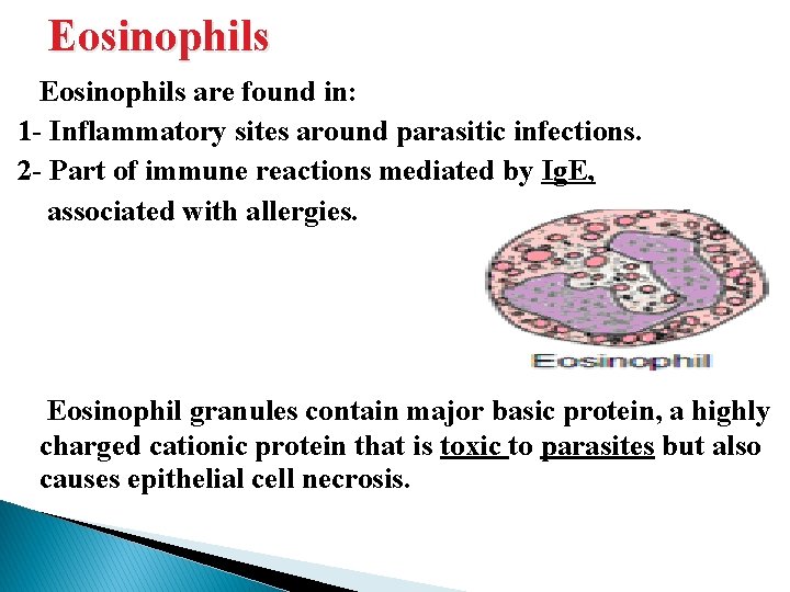 Eosinophils are found in: 1 - Inflammatory sites around parasitic infections. 2 - Part Eosinophils are found in: 1 - Inflammatory sites around parasitic infections. 2 - Part