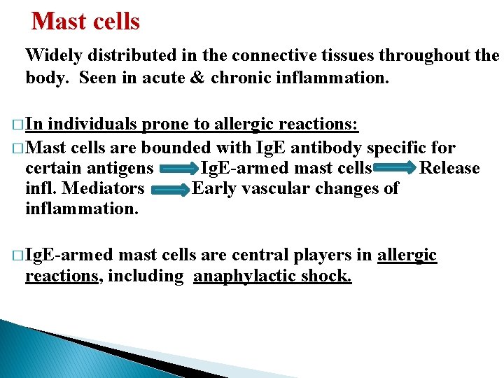 Mast cells Widely distributed in the connective tissues throughout the body. Seen in acute Mast cells Widely distributed in the connective tissues throughout the body. Seen in acute