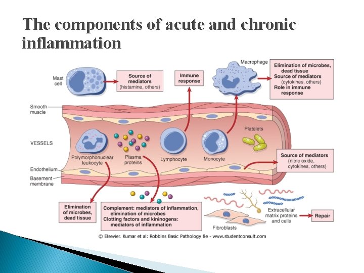 The components of acute and chronic inflammation The components of acute and chronic inflammation