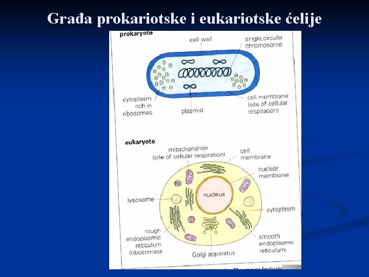 Građa prokariotske i eukariotske ćelije 
