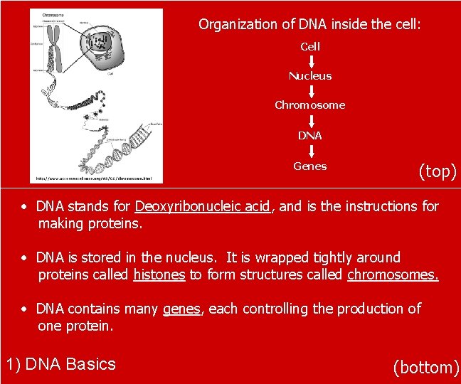 Organization of DNA inside the cell: Cell Nucleus Chromosome DNA Genes (top) • DNA