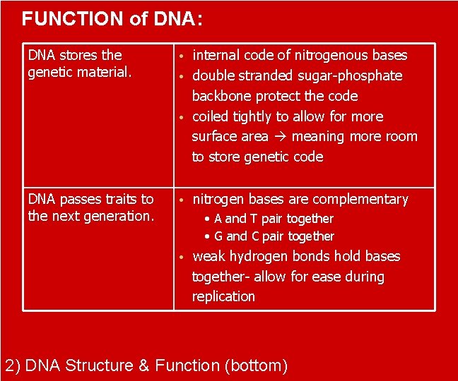 FUNCTION of DNA: DNA stores the genetic material. • internal code of nitrogenous bases