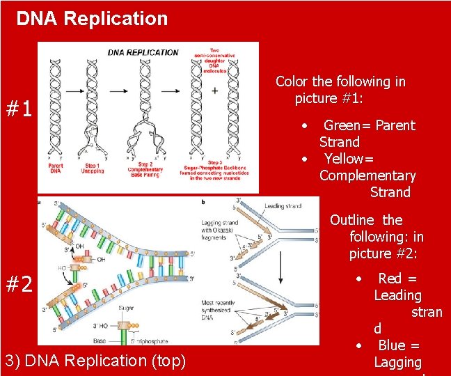 DNA Replication #1 Color the following in picture #1: • Green= Parent Strand •