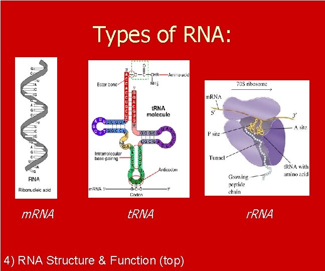 Types of RNA: m. RNA t. RNA 4) RNA Structure & Function (top) r.