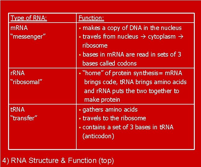 Type of RNA: Function: m. RNA “messenger” • r. RNA “ribosomal” • t. RNA