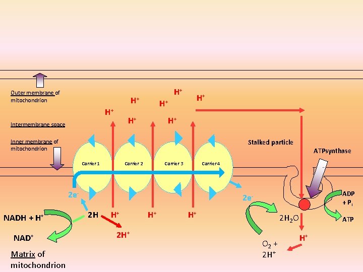 Outer membrane of mitochondrion H+ H+ H+ Intermembrane space H+ H+ Stalked particle Inner