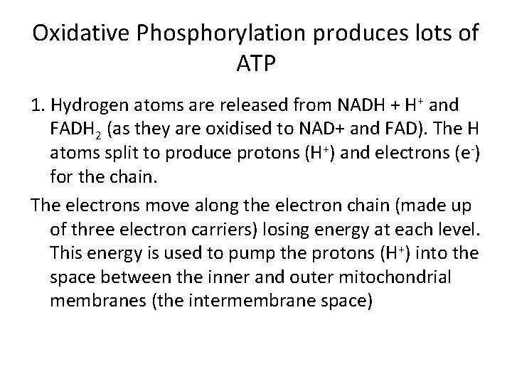 Oxidative Phosphorylation produces lots of ATP 1. Hydrogen atoms are released from NADH +