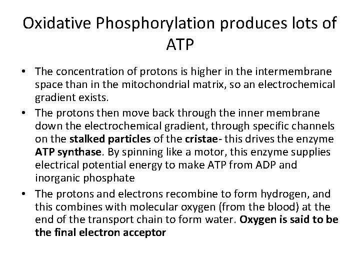 Oxidative Phosphorylation produces lots of ATP • The concentration of protons is higher in