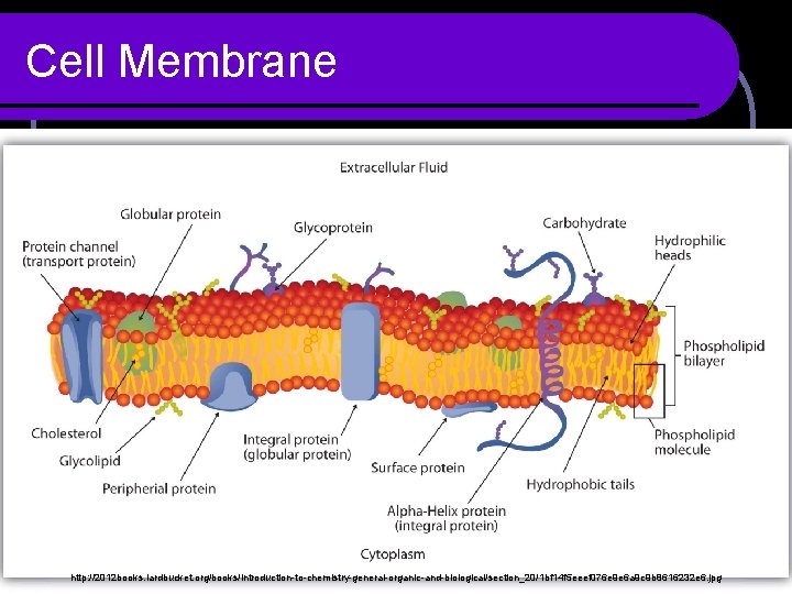 Cell Membrane http: //2012 books. lardbucket. org/books/introduction-to-chemistry-general-organic-and-biological/section_20/1 bf 14 f 5 eeef 076 e